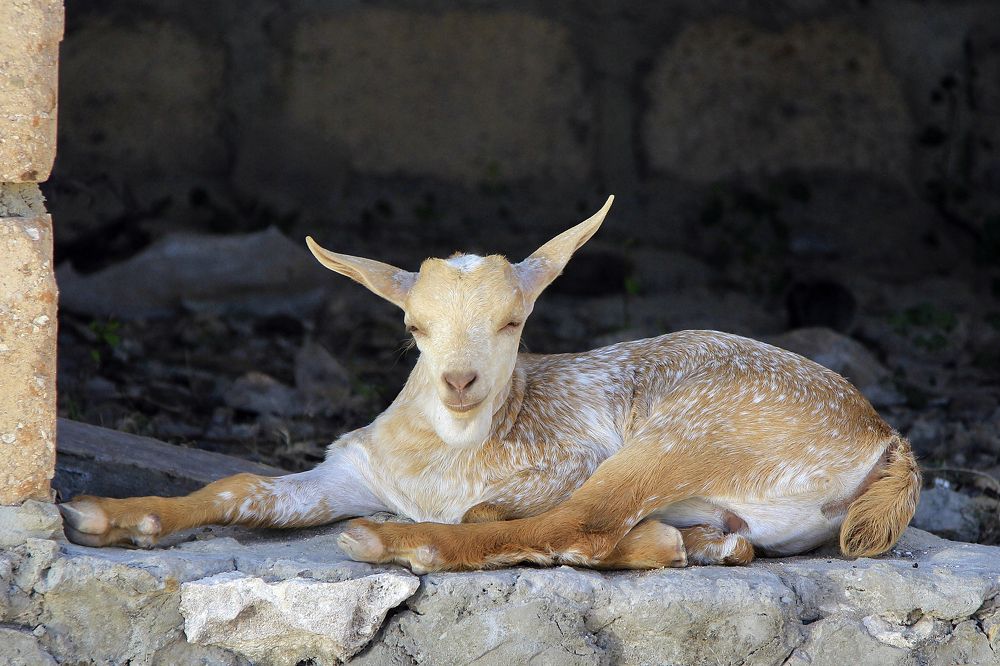 Желтый козлик