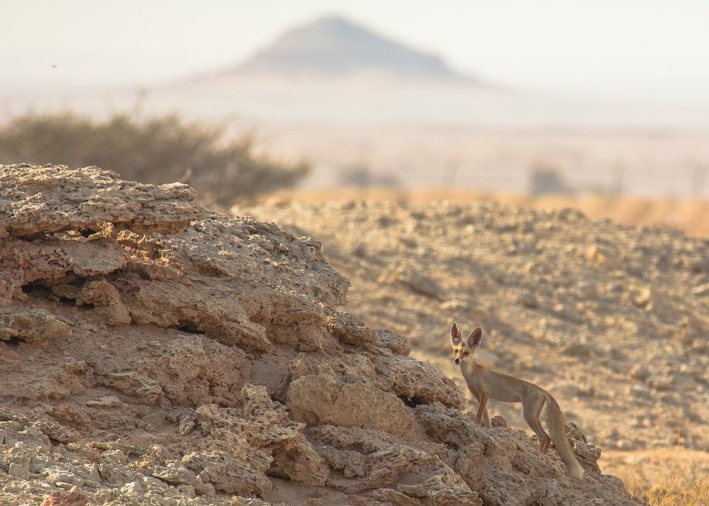 Photograph by KARTHI THANGAIAH