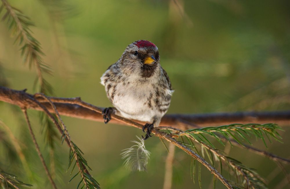 Кому то досталось. ))) Чечётка, самочка.
