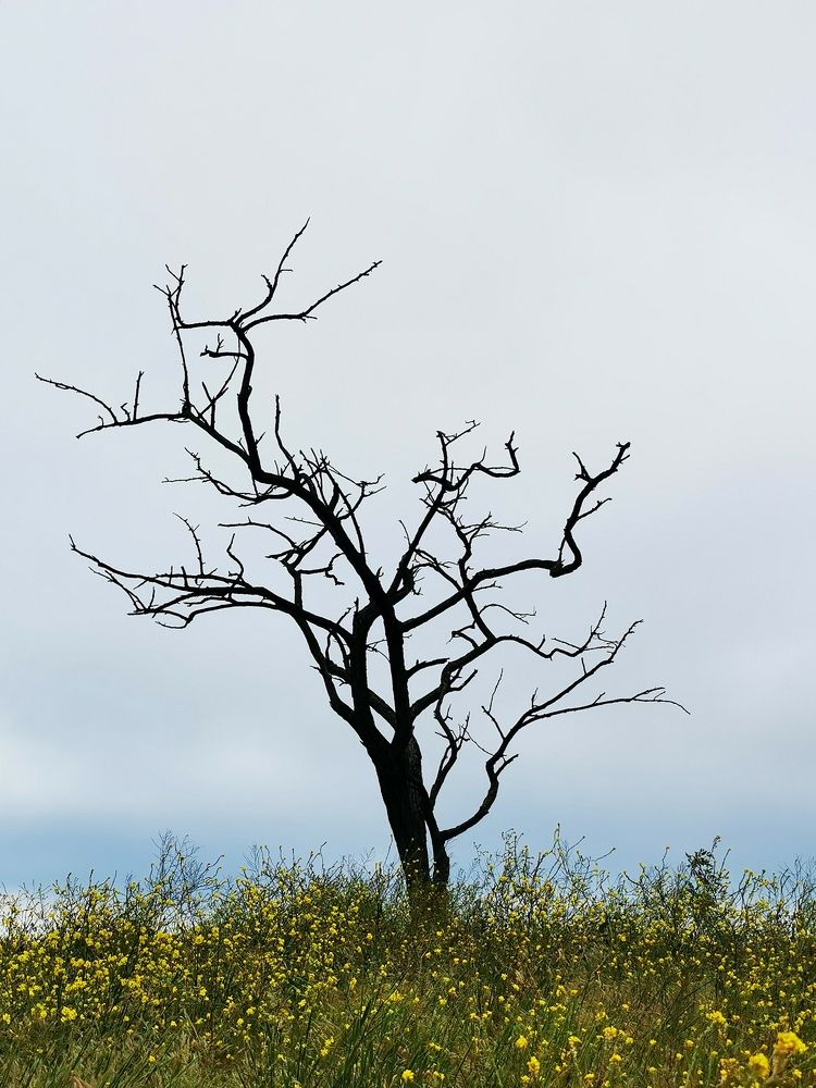 Живое и мертвое