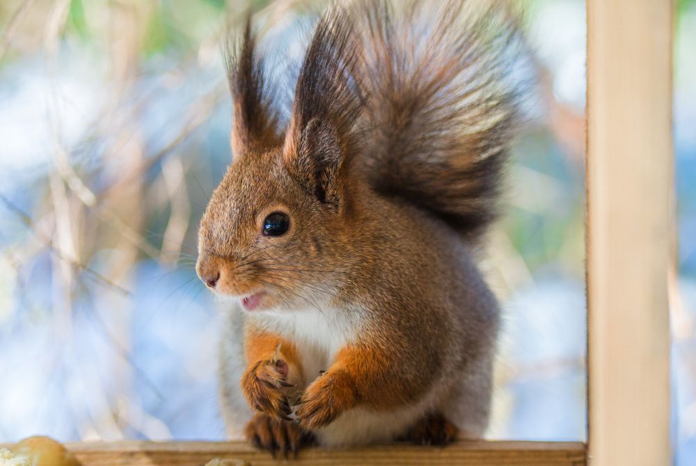 Озорной бельчонок.