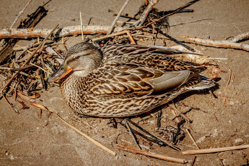 Photograph by Оксана