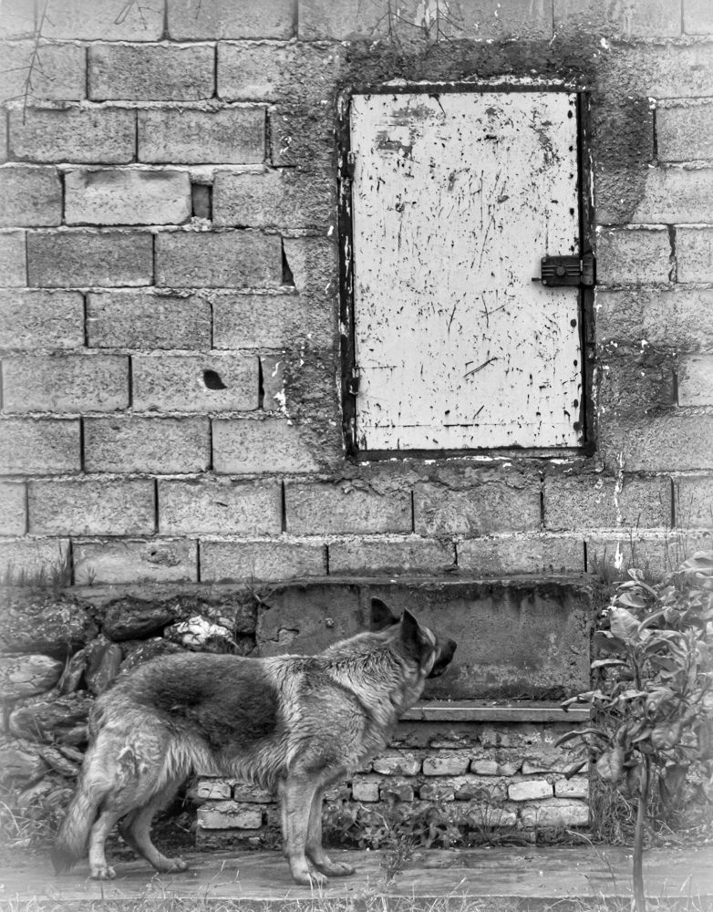 Photograph by Siavash Shomali