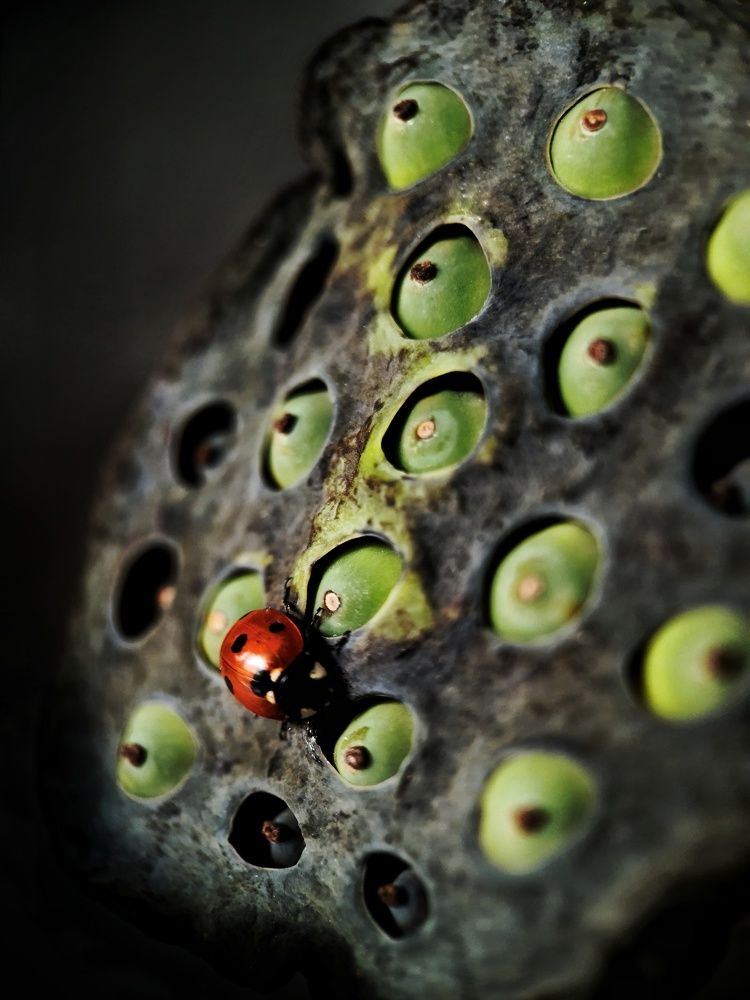 Photograph by Светлана Смирнова