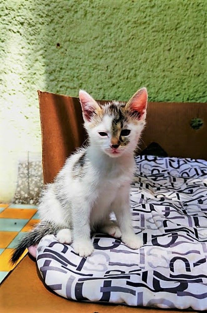 Photograph by Kálmán Rádai