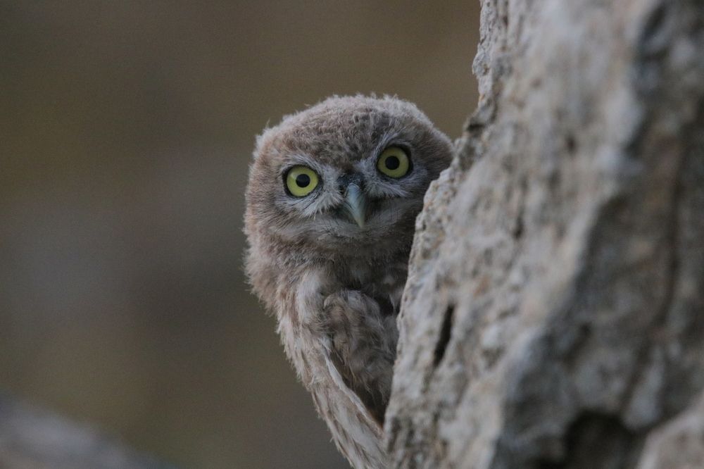 Shying Owl