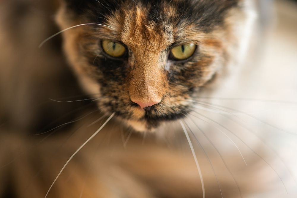 Photograph by Оксана Шаяхметова