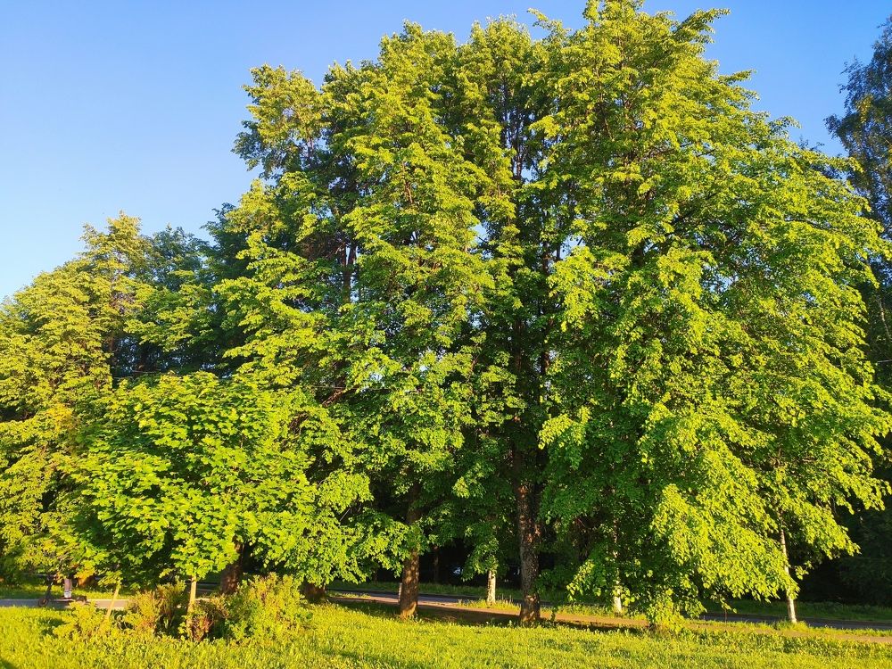 Зелень зелёная