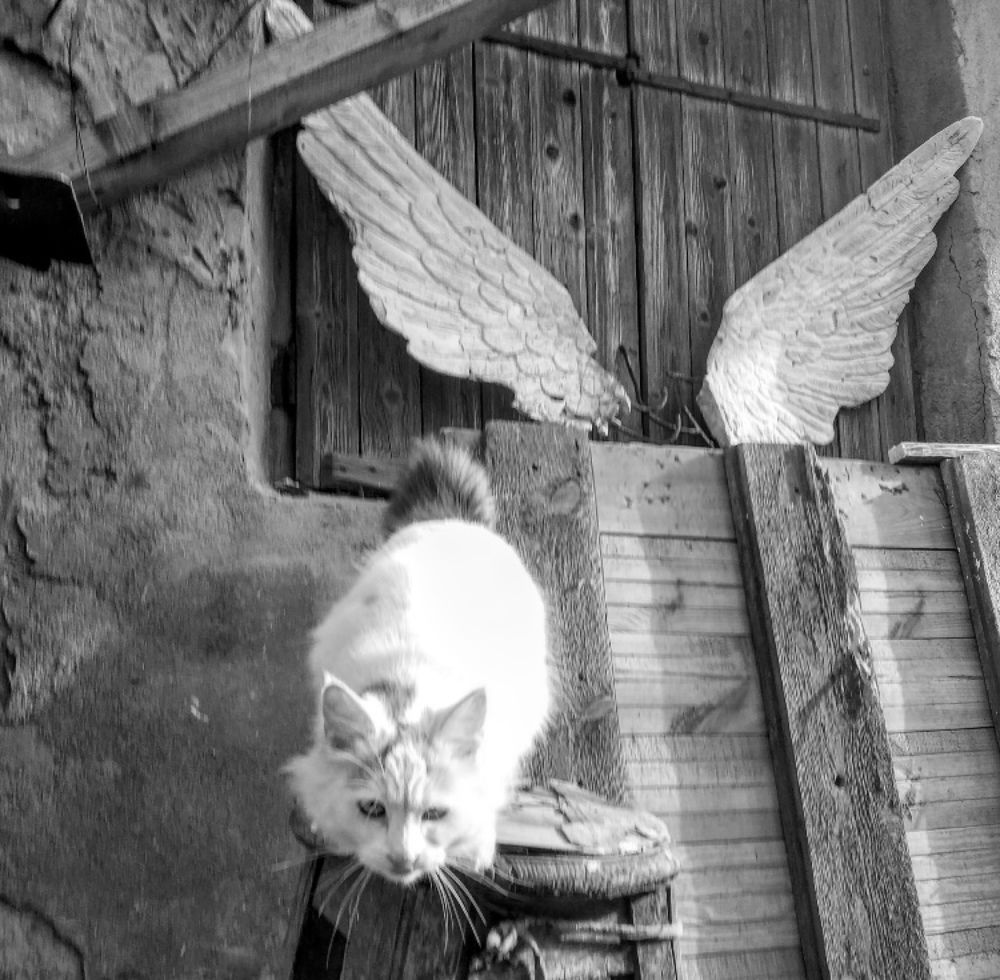 Photograph by Александр Чернега