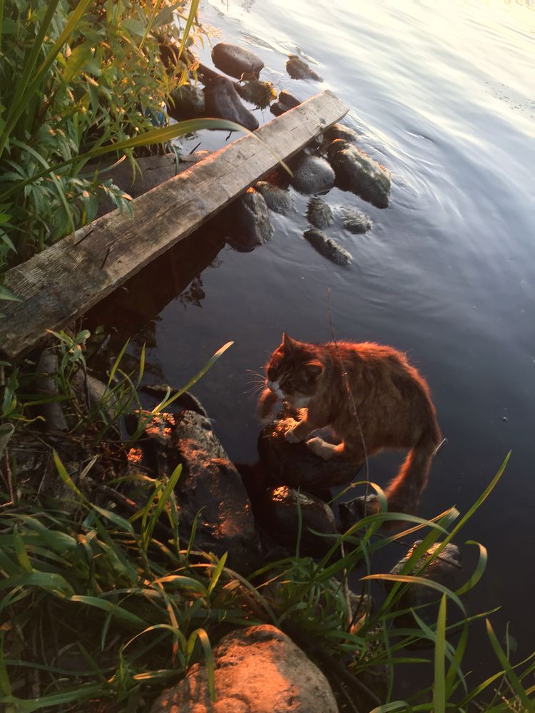 Однажды в Плёсе