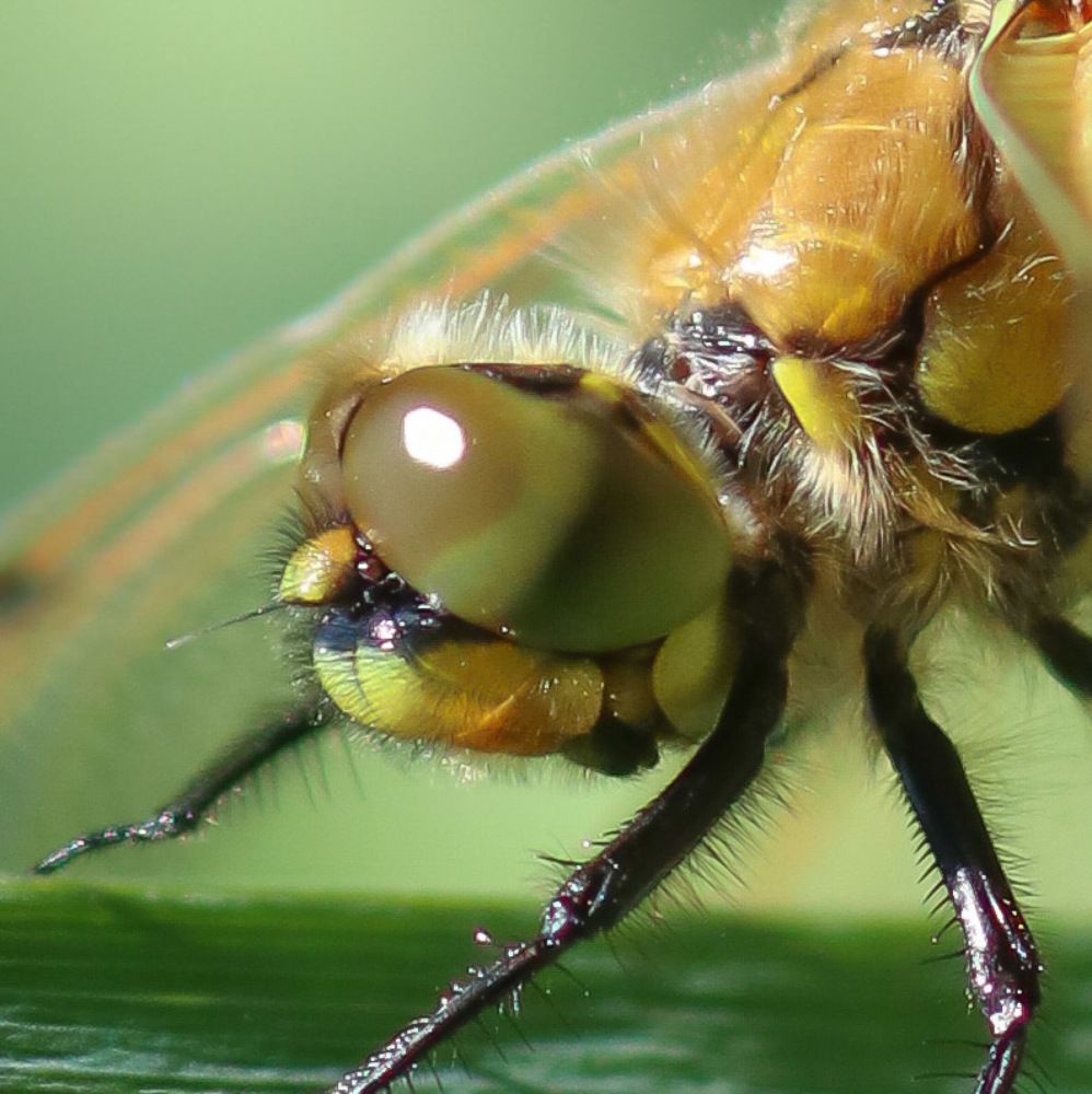 Photograph by Ambi Puvi