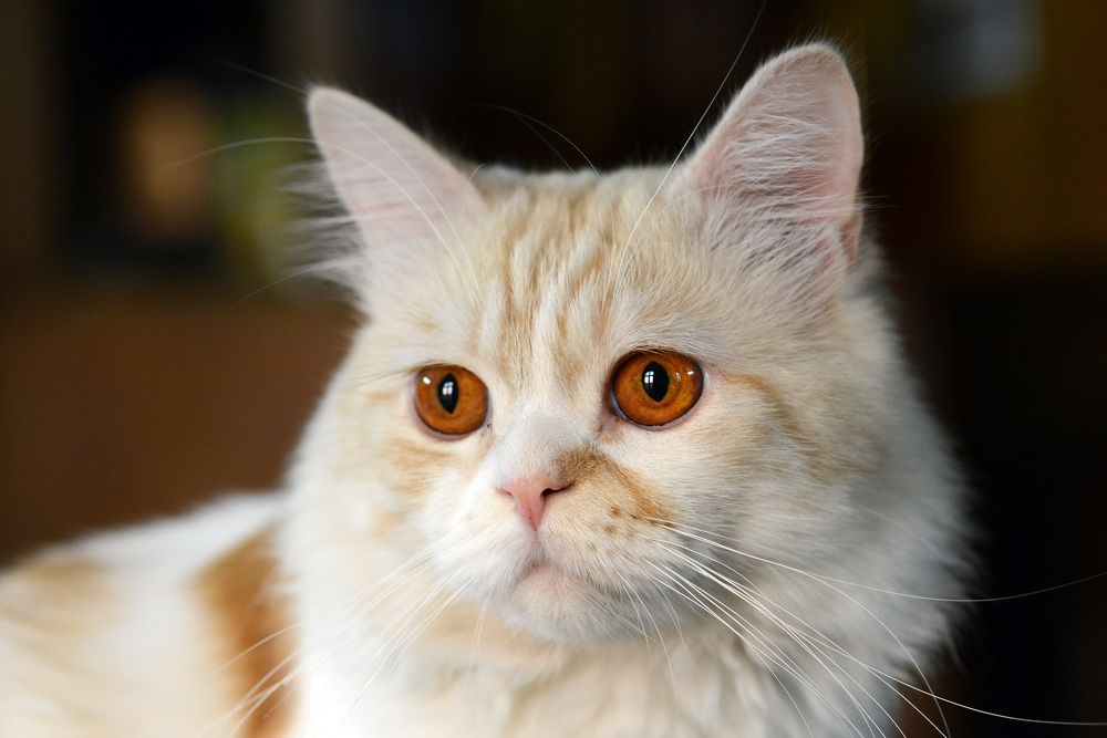 Photograph by Ehab Magdy