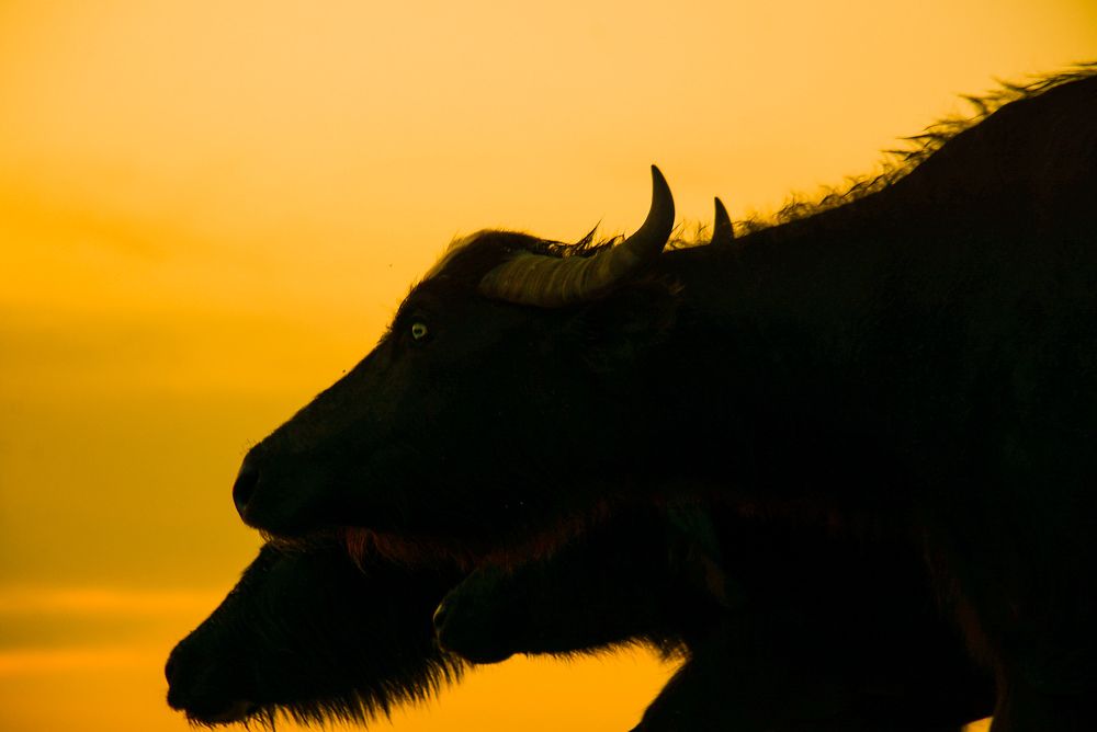 Photograph by BRZAN MOHAMMED