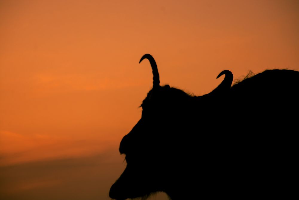 Photograph by BRZAN MOHAMMED