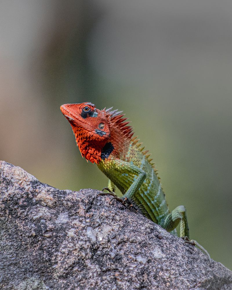 Photograph by Thilina Jayathilaka