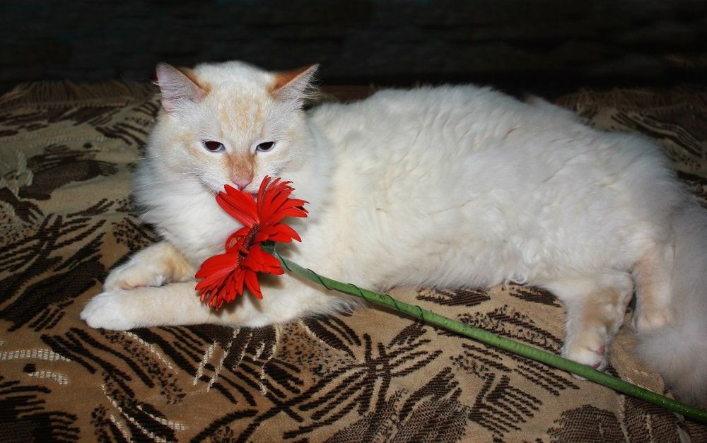 Photograph by Сергей Кочнев