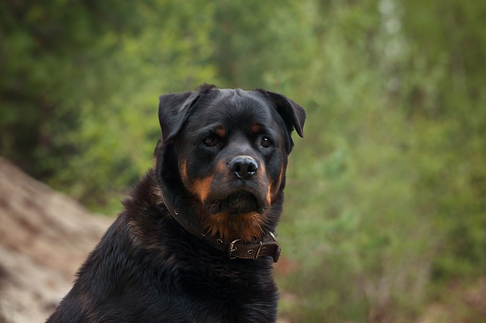 Фотография автора Виктория Шаманова