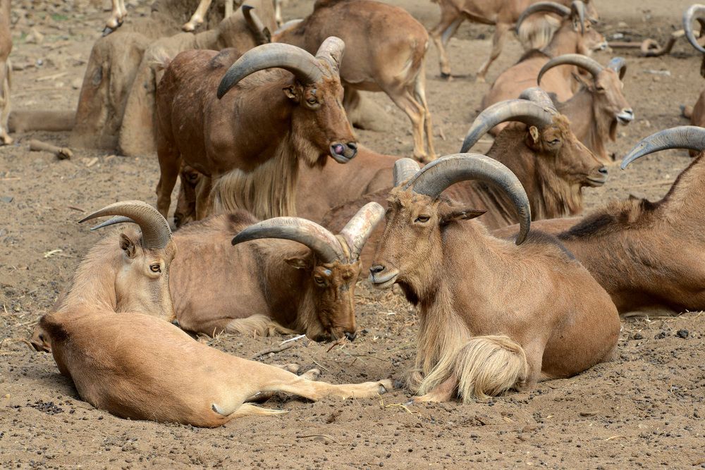 Photograph by Ehab Magdy