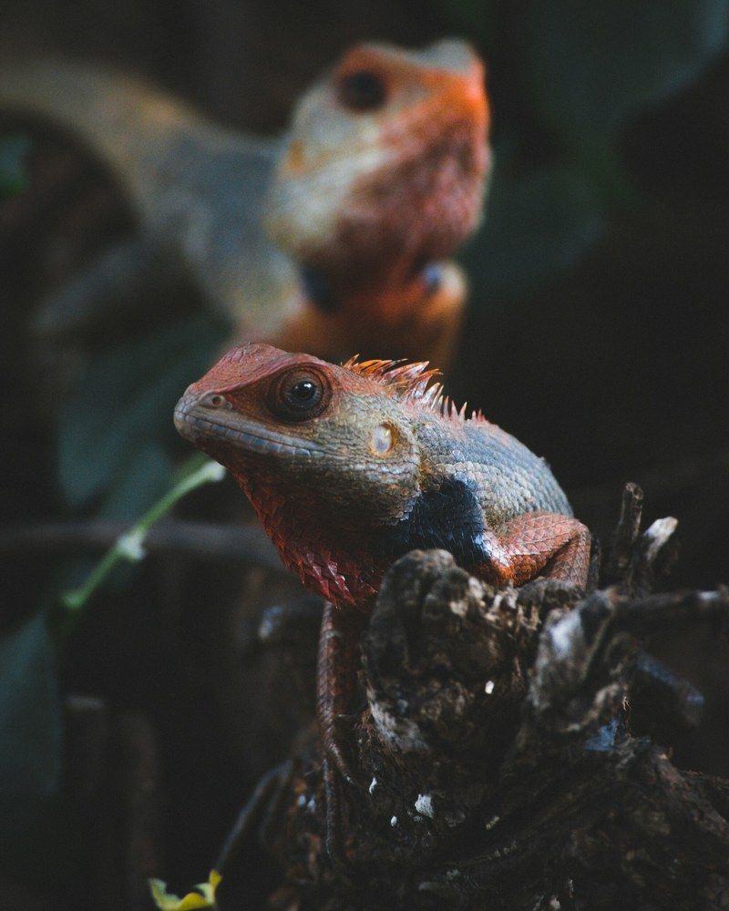 Photograph by Sanket Gudashi