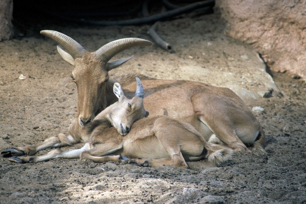 Photograph by Ehab Magdy