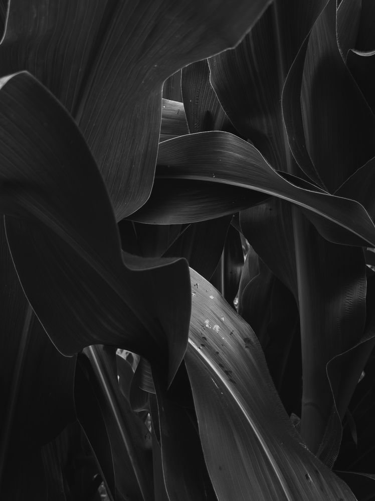 Photograph by Borges de Carvalho Allan