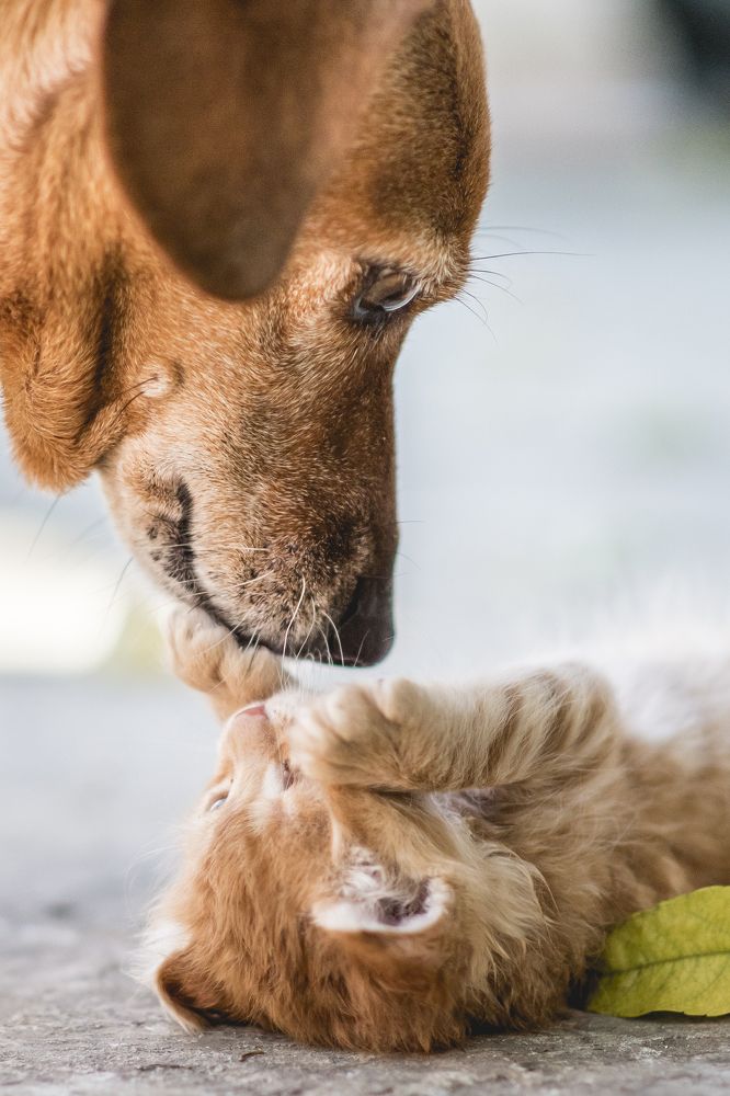 Photograph by Antonela D. Roschini Ottinger