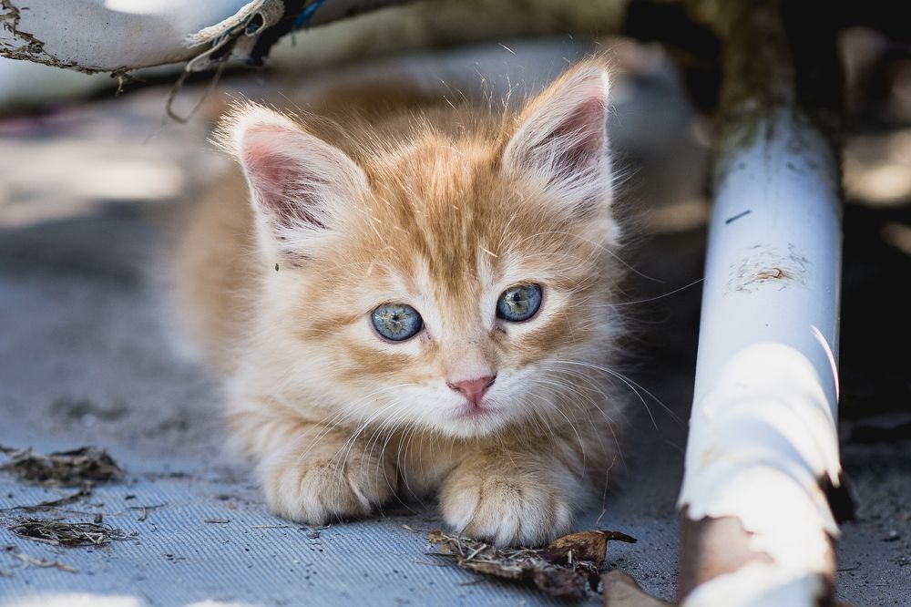 Photograph by Antonela D. Roschini Ottinger