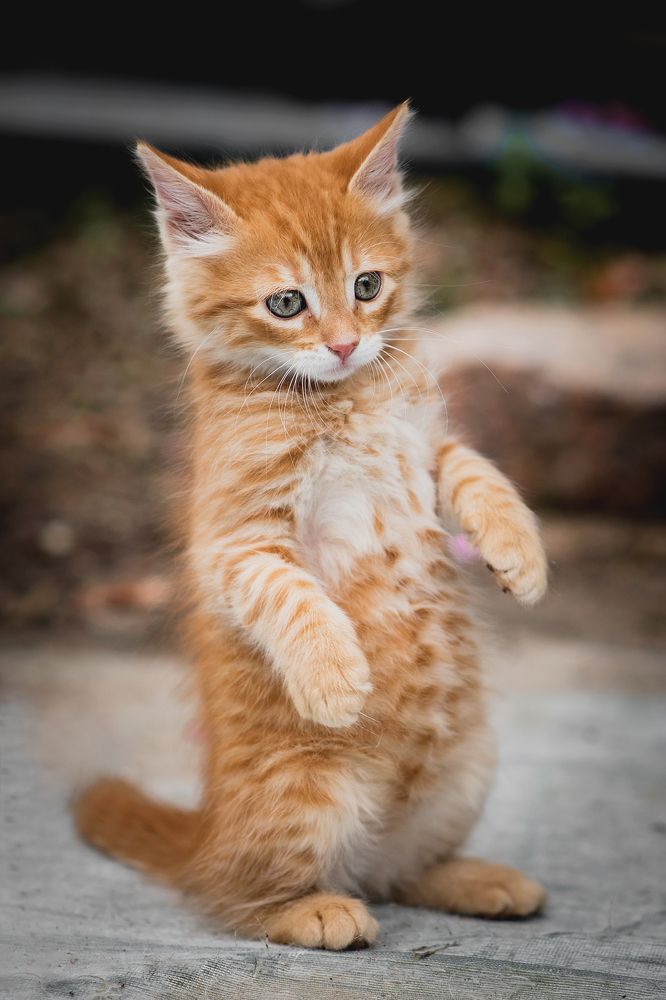 Photograph by Antonela D. Roschini Ottinger