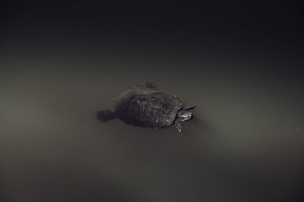 Photograph by Nikitina Tatiana