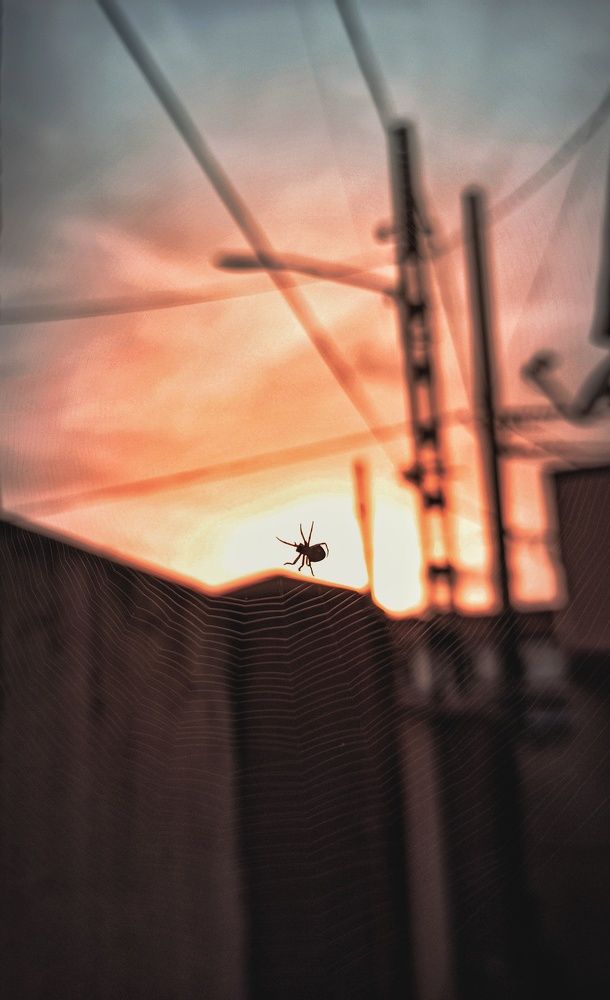 Photograph by Sofiane Benabit