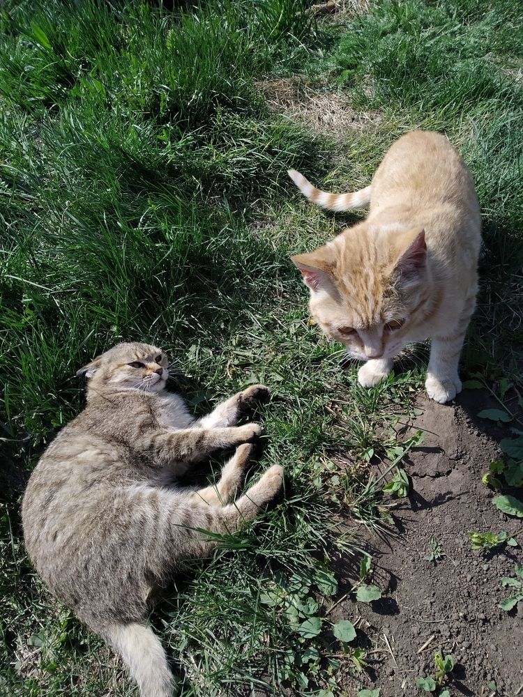 Котики.