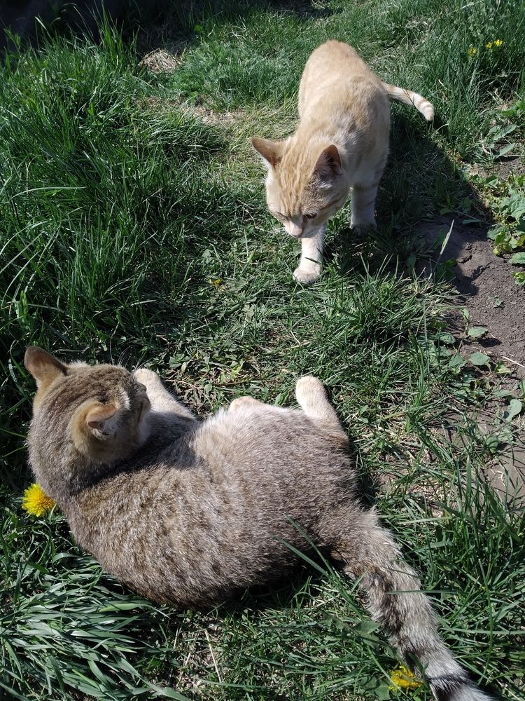 Котики. Молния и Лео.