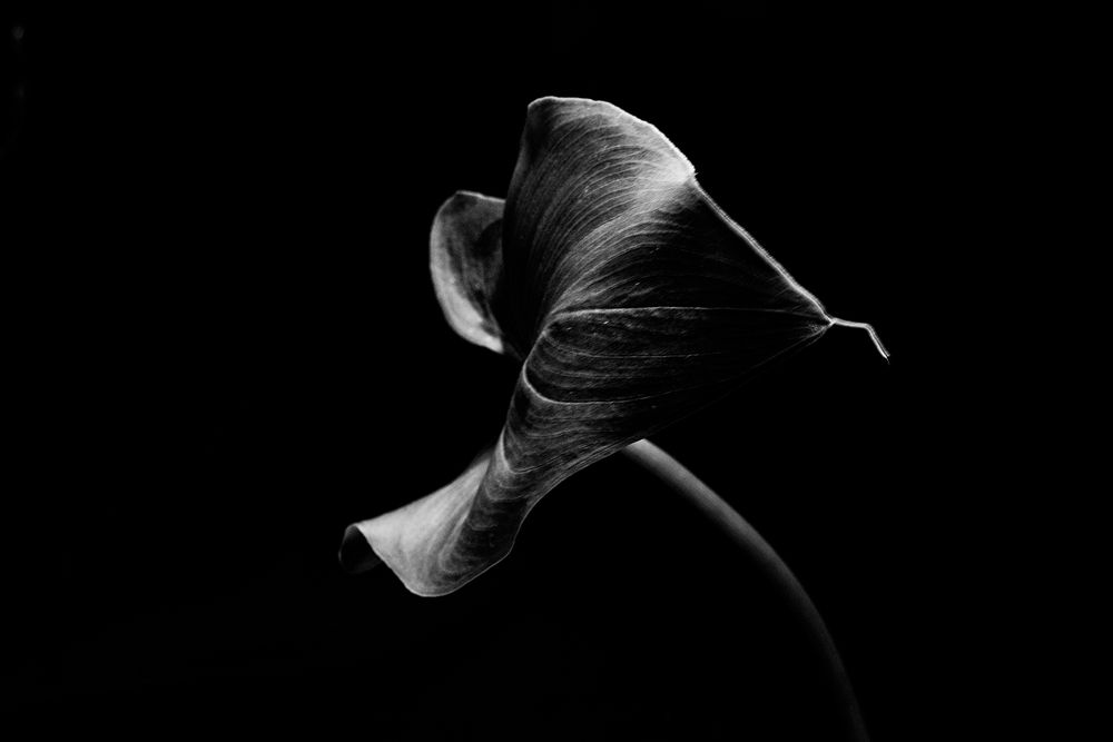 Photograph by Rox Boyer