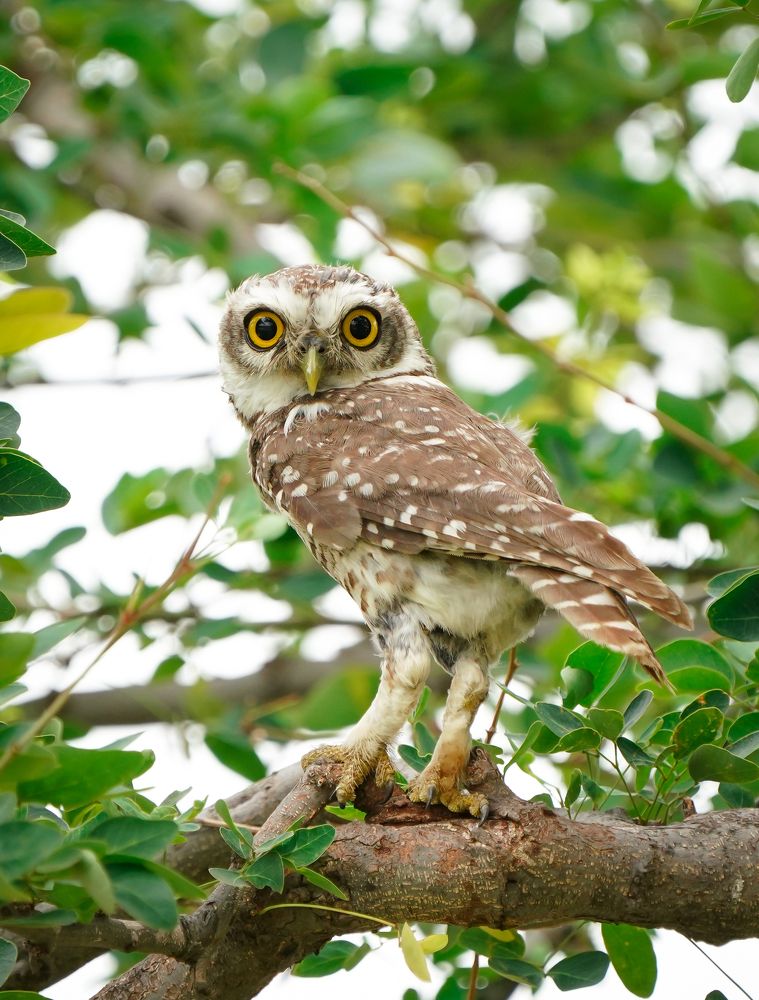 II SPOTTED OWLET II