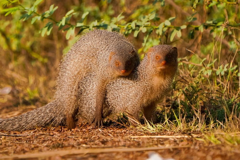 Photograph by Satish Patel