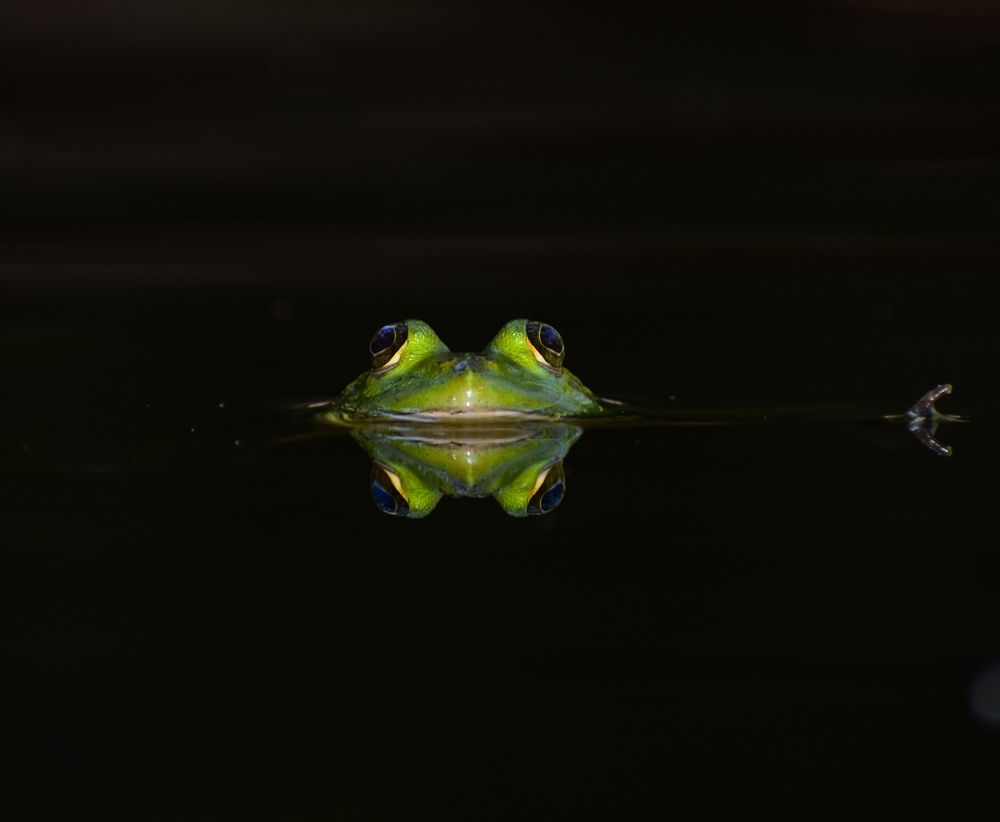 Photograph by Saikat De