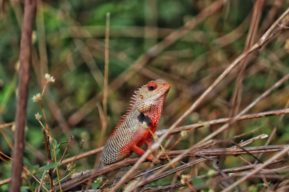 Photograph by Pavnil Patel