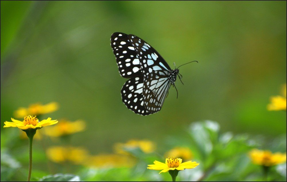 Photograph by NIKHIL H RAO