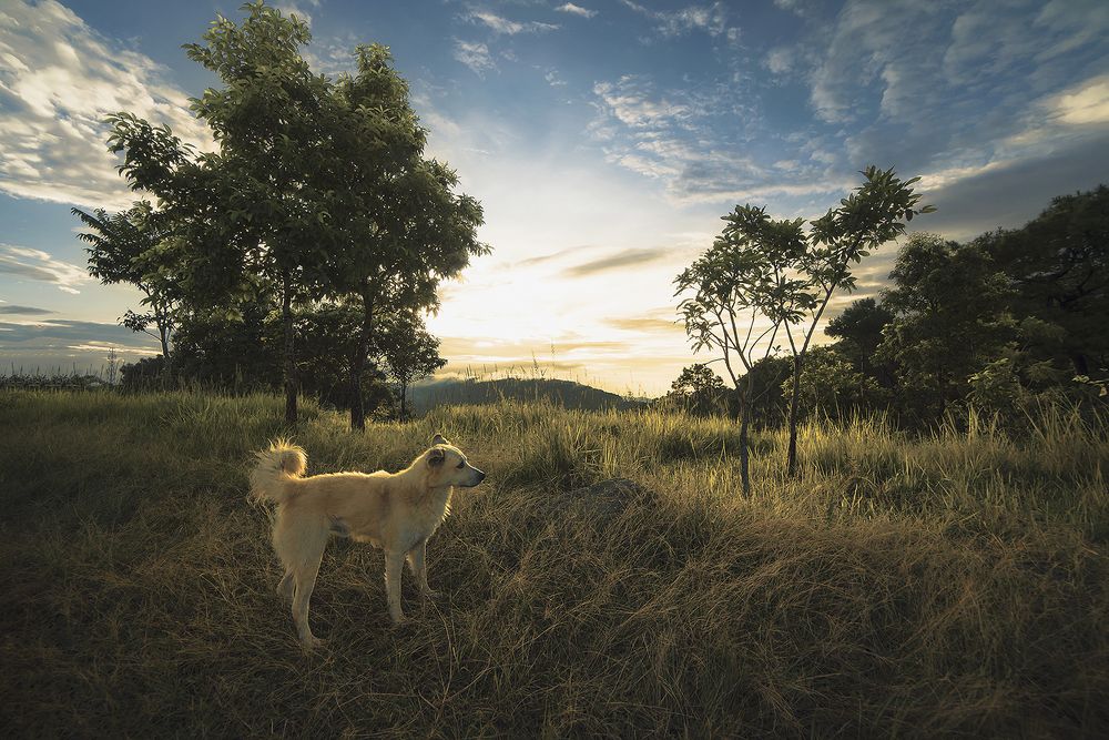 Photograph by Niranjan Baishya