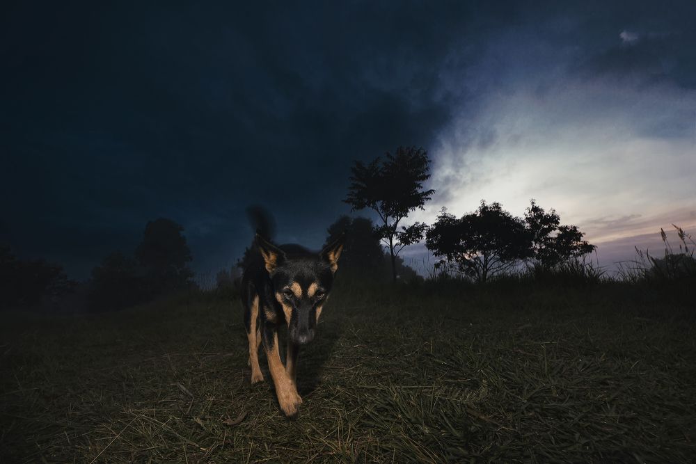 Photograph by Niranjan Baishya