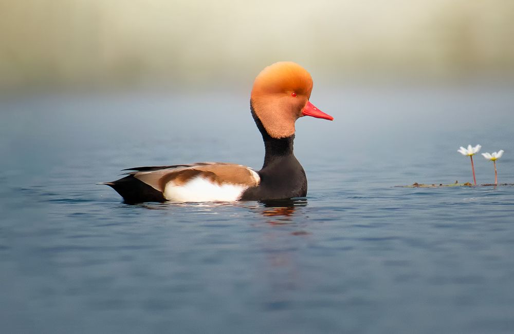 Red crested pochard
