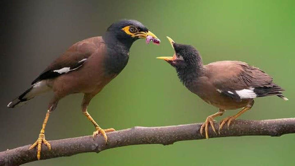 Common myna with baby
