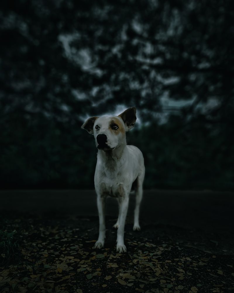 Photograph by Abhimanue sivadasan