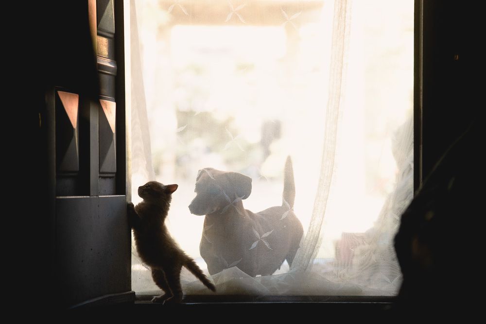 Photograph by Antonela D. Roschini Ottinger