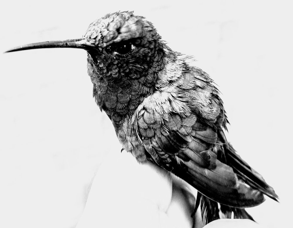 Фотография автора RUDSON CLETO