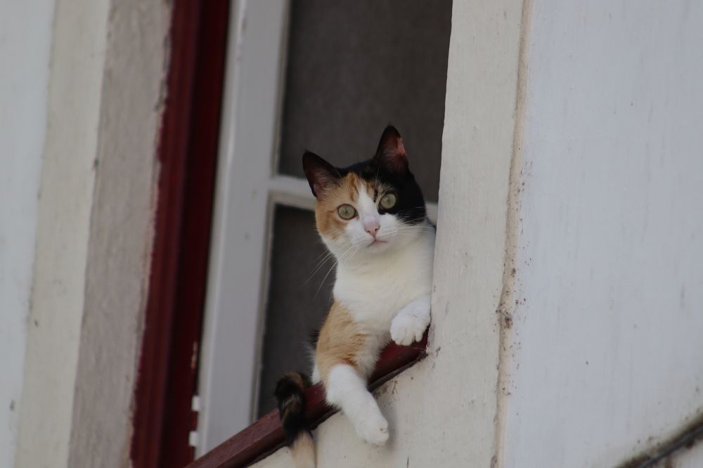 Photograph by José António Garcia Ferreira de Almeida