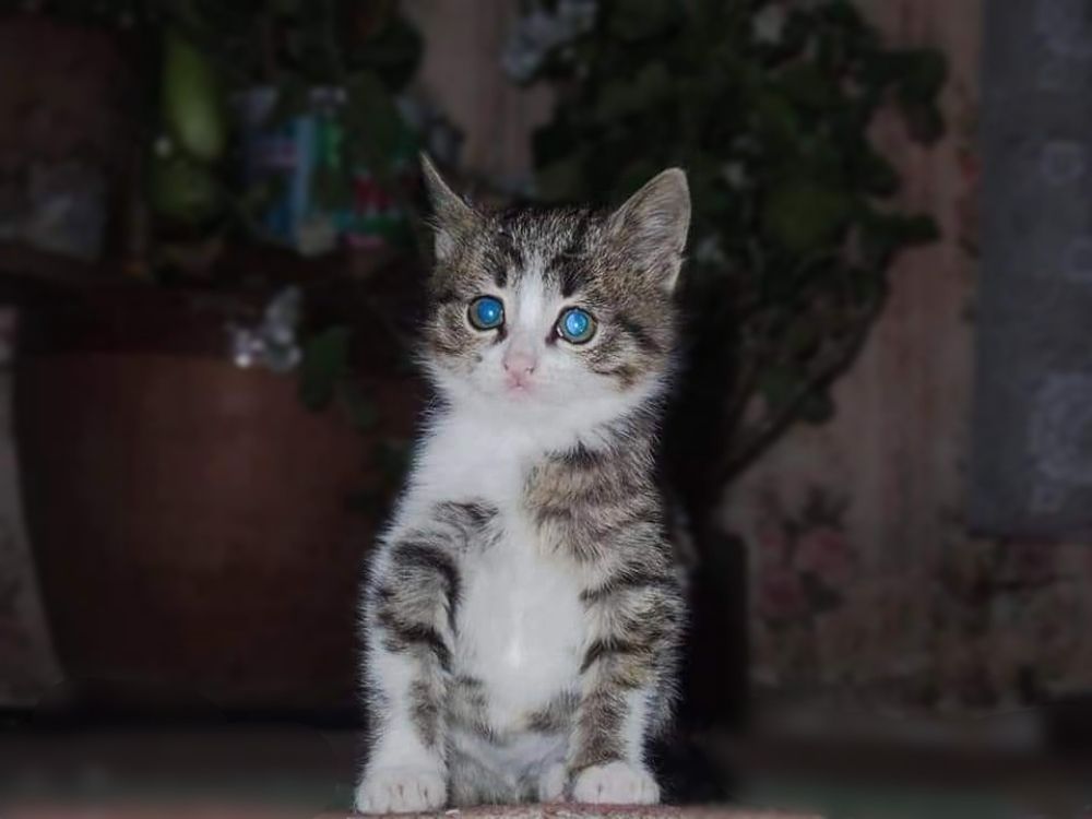 Фотография автора Beka Aniashvili