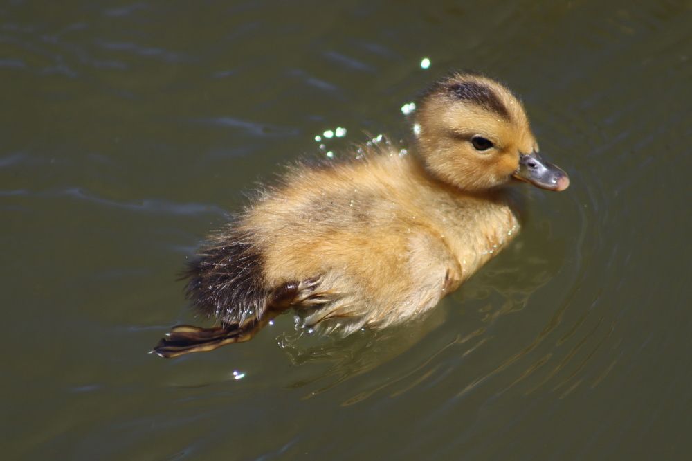 Photograph by José António Garcia Ferreira de Almeida