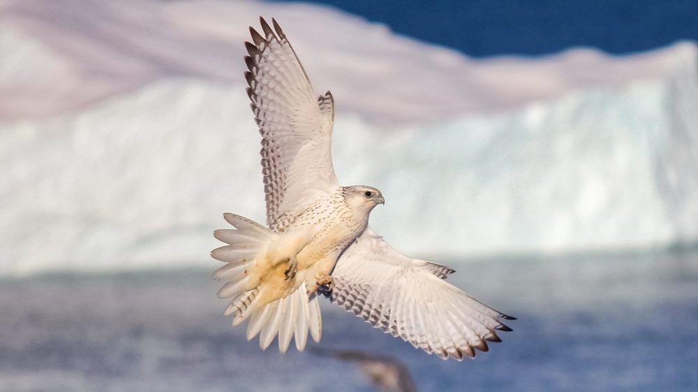 Photograph by Karl Bidstrup