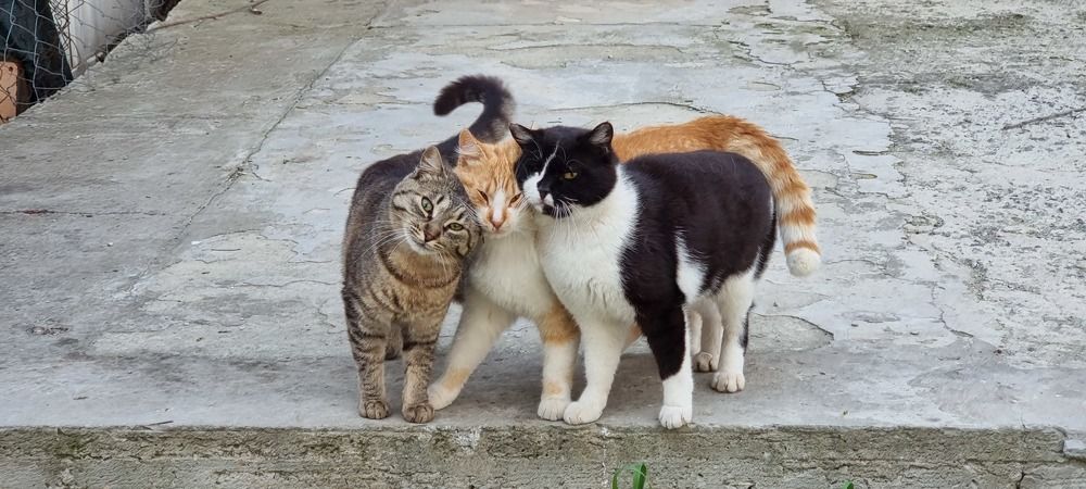 Любовь на троих